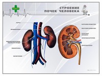 Стенд "Строение почки человека" - fgospostavki.ru - Хабаровск