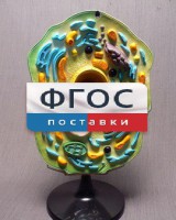 Модель "Клетка растения" - fgospostavki.ru - Хабаровск