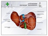 Стенд "Строение печени человека" - fgospostavki.ru - Хабаровск