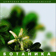 Ботаника. (Цифровая база изображений) - fgospostavki.ru - Хабаровск