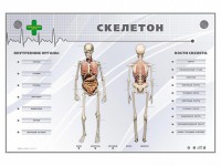 Электрифицированный стенд-тренажер "Скелетон" - fgospostavki.ru - Хабаровск