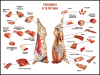 Таблица "Правила разделки мясных туш. Говядина и телятина" (100х140 сантиметров, винил) - fgospostavki.ru - Хабаровск