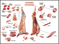 Таблица "Правила разделки мясных туш. Баранина и ягнятина" (100х140 сантиметров, винил) - fgospostavki.ru - Хабаровск