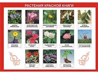 Таблица демонстрационная "Растения Красной книги" (винил 100*140) - fgospostavki.ru - Хабаровск