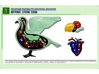 Рельефная таблица "Внутреннее строение голубя" (формат А1, матовое ламинирование) - fgospostavki.ru - Хабаровск
