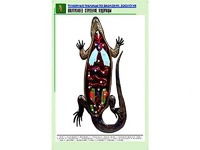 Рельефная таблица "Внутреннее строение ящерицы" (формат А1, матовое ламинирование) - fgospostavki.ru - Хабаровск