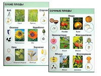 Коллекция "Семена и плоды" - fgospostavki.ru - Хабаровск