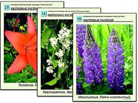 Гербарий фотографический "Основные группы растений" - fgospostavki.ru - Хабаровск
