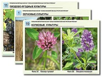 Гербарий фотографический "Сельскохозяйственные растения России" - fgospostavki.ru - Хабаровск