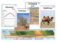 Модель-аппликация "Природные зоны" - fgospostavki.ru - Хабаровск