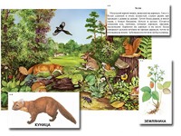 Магнитный плакат-аппликация "Лес: биоразнообразие и взаимосвязи в сообществе" - fgospostavki.ru - Хабаровск