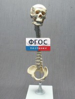 Модель "Позвоночник с черепом и тазом" - fgospostavki.ru - Хабаровск