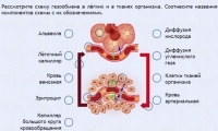 Интерактивные курсы. Биология 9 класс. Расширенный. - fgospostavki.ru - Хабаровск