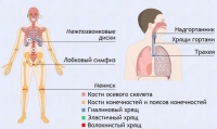 Интерактивные курсы. Биология 9 класс. Базовый. - fgospostavki.ru - Хабаровск