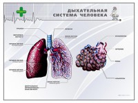 Стенд "Дыхательная система человека" - fgospostavki.ru - Хабаровск