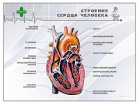 Стенд "Строение сердца человека" - fgospostavki.ru - Хабаровск