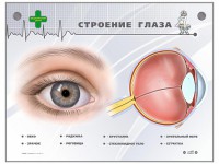 Интерактивный стенд "Строение глаза" - fgospostavki.ru - Хабаровск