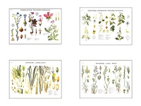 Плакаты ПРОФТЕХ "Систематика растений" (4 пл, винил, 70х100) - fgospostavki.ru - Хабаровск