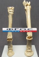 Скелет конечности лошади (передняя и задняя) на подставке - fgospostavki.ru - Хабаровск