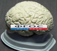 Модель "Мозг в разрезе" (белый) - fgospostavki.ru - Хабаровск