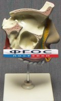 Модель "Разрез носоглотки" - fgospostavki.ru - Хабаровск