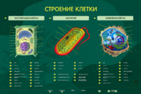 Электрифицированный стенд "Строение клетки" с маркерными полями - fgospostavki.ru - Хабаровск