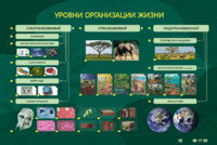 Электрифицированный стенд "Уровни организации жизни" - fgospostavki.ru - Хабаровск