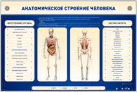 Электрифицированный стенд-тренажер c макетом скелета "Анатомическое строение человека" - fgospostavki.ru - Хабаровск