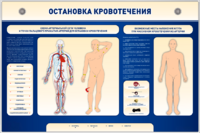 Электрифицированный стенд-тренажер "Остановка кровотечения" - fgospostavki.ru - Хабаровск