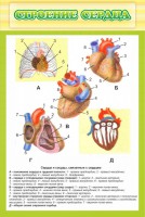 Стенд "Строение сердца" - fgospostavki.ru - Хабаровск
