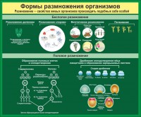 Стенд "Формы размножения организмов" - fgospostavki.ru - Хабаровск