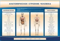 Электрифицированный стенд-тренажер c макетом скелета "Анатомическое строение человека" - fgospostavki.ru - Хабаровск