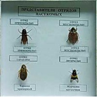 Коллекция энтомологическая "Представители отряда насекомых" - fgospostavki.ru - Хабаровск
