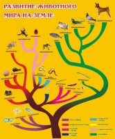 Стенд "Развитие животного мира на земле" - fgospostavki.ru - Хабаровск