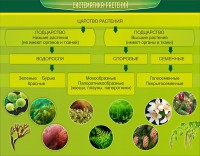 Стенд "Систематика растений" - fgospostavki.ru - Хабаровск