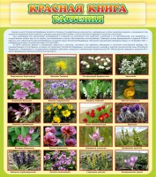 Стенд "Красная книга - растения" - fgospostavki.ru - Хабаровск