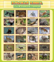 Стенд "Красная книга - млекопитающие" - fgospostavki.ru - Хабаровск