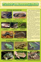 Стенд "Класс земноводные" - fgospostavki.ru - Хабаровск