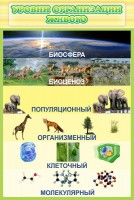 Стенд "Уровни организации живого" - fgospostavki.ru - Хабаровск