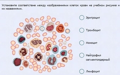 Интерактивные курсы. Биология 11 класс. Расширенный. - fgospostavki.ru - Хабаровск