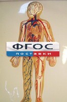 Модель барельефная "Кровеносная система человека" - fgospostavki.ru - Хабаровск