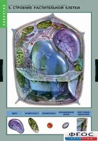 Комплект таблиц. Биология. Вещества растений. Клеточное строение. - fgospostavki.ru - Хабаровск