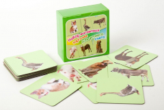 Набор магнитных карточек "Устный счет" (фон зеленый) - fgospostavki.ru - Хабаровск