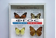 Коллекция "Семейство бабочек" - fgospostavki.ru - Хабаровск