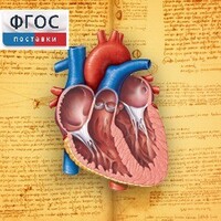 Анатомия (Цифровой атлас школьника) - fgospostavki.ru - Хабаровск