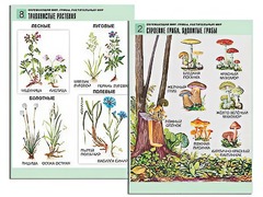 Комплект таблиц "Окружающий мир. Грибы. Растительный мир" (12 таблиц, А1, ламинированные) - fgospostavki.ru - Хабаровск