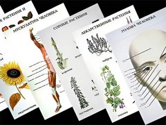 Таблицы по природоведению 1-3 класс (46 штук, формат А2) - fgospostavki.ru - Хабаровск