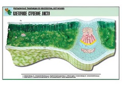 Рельефная таблица "Клеточное строение листа" (формат А1, матовое ламинирование) - fgospostavki.ru - Хабаровск