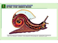 Рельефная таблица "Внутреннее строение брюхоногого моллюска" (формат А1, матовое ламинирование) - fgospostavki.ru - Хабаровск