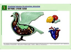 Рельефная таблица "Внутреннее строение голубя" (формат А1, матовое ламинирование) - fgospostavki.ru - Хабаровск